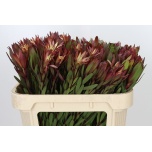 Leucadendron Valgepuu Safari Sunset 70cm