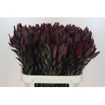 Leucadendron Valgepuu Safari Sunset 80cm