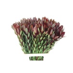 Leucadendron Valgepuu Safari Sunset 80cm