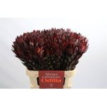 Leucadendron Valgepuu Safari Sunset 80cm