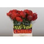 Leucospermum Nõelakera Succession 50cm*5