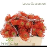 Leucospermum Nõelakera Succession 50cm*10