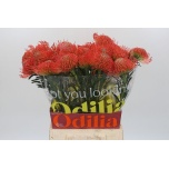 Leucospermum Nõelakera Succession 50cm*10