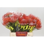 Nutans Leucospermum Nõelakera Tango 40cm*5