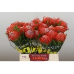 Leucospermum Nõelakera Tango 40cm*5