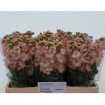 Matthiola Levkoi Aida Apricot