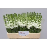 Matthiola Levkoi Aida White