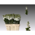 Matthiola Levkoi Aida White