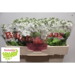 Matthiola Levkoi Aida White