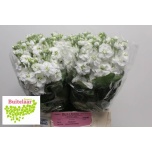 Matthiola Levkoi Aida White