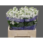 Matthiola Levkoi Aida White