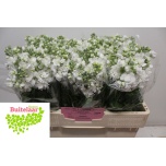 Matthiola Levkoi Aida White