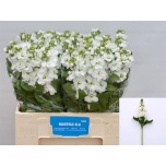 Matthiola Levkoi Aida White