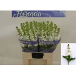 Matthiola Levkoi Aida White