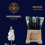 Matthiola Levkoi Aida White
