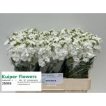 Matthiola Levkoi Aida White