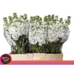 Matthiola Levkoi Aida White