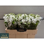 Matthiola Levkoi Aida White