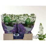 Matthiola Levkoi Aida White