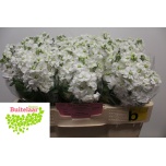 Matthiola Levkoi Aida White