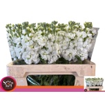 Matthiola Levkoi Aida White