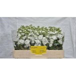 Matthiola Levkoi Anyt White
