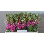 Matthiola Levkoi Centum Rose/Pink