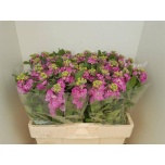 Matthiola Levkoi Centum Rose/Pink