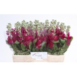 Matthiola Levkoi Centum Red