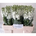 Matthiola Levkoi Centum White