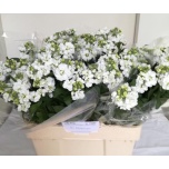 Matthiola Levkoi Centum White
