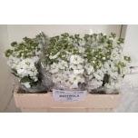 Matthiola Levkoi Centum White