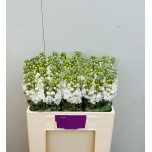 Matthiola Levkoi Centum White