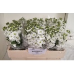 Matthiola Levkoi Centum White