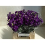 Matthiola Levkoi Debora