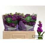 Matthiola Levkoi Debora 50-55cm