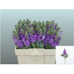 Matthiola Levkoi Figaro Lavender