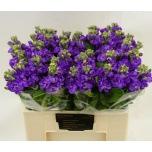 Matthiola Levkoi Figaro Lavender