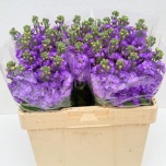 Matthiola Levkoi Figaro Lavender