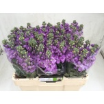 Matthiola Levkoi Figaro Lavender