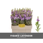 Matthiola Levkoi Figaro Lavender