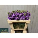 Matthiola Levkoi Figaro Lavender