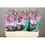 Matthiola Levkoi Figaro Lavender