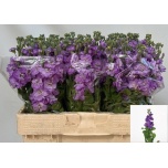 Matthiola Levkoi Figaro Lavender