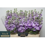 Matthiola Levkoi Figaro Lavender