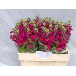 Matthiola Levkoi Francesca