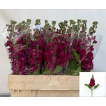 Matthiola Levkoi Francesca