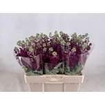 Matthiola Levkoi Francesca