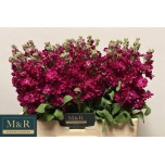 Matthiola Levkoi Francesca