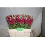 Matthiola Levkoi Francesca